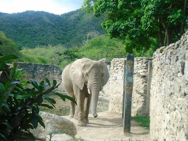 Elefante zoologico caricuao.jpg