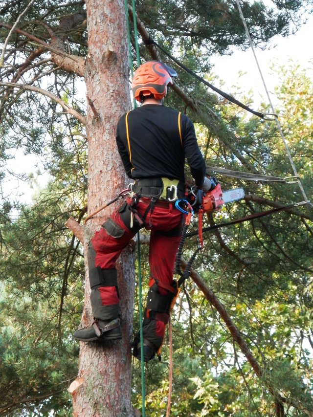 Back view of man up a tree with a chainsaw.jpg