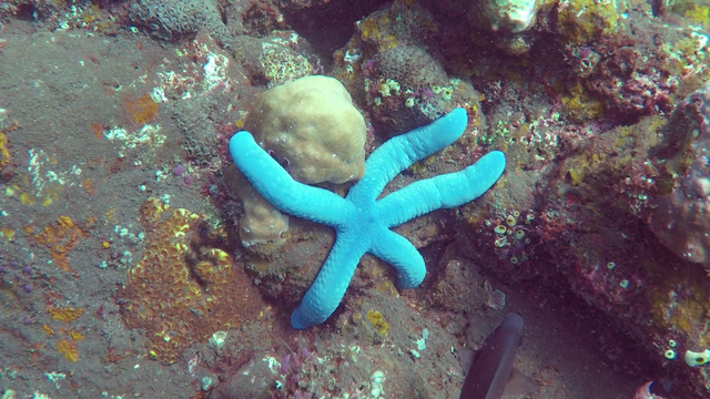 scuba-starfish2.png