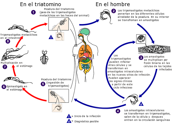 Trypanosoma_cruzi_ciclo_de_vida.png