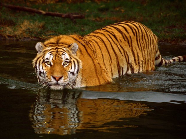 indian-bengal-tiger.jpg