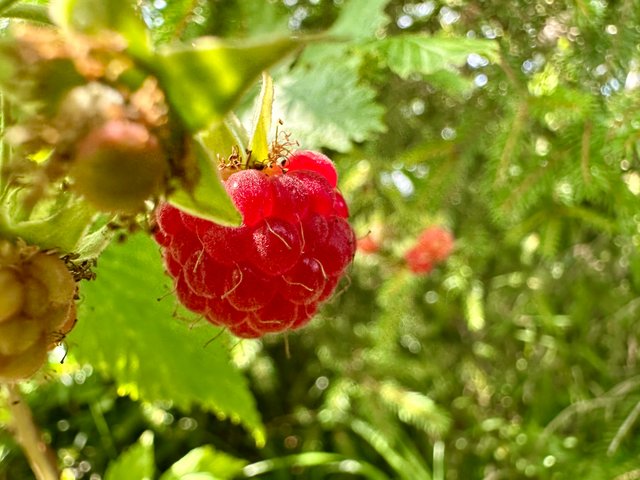 IMG_0036.jpeg