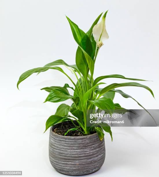 spathiphyllum-commonly-known-as-spath-or-peace-lilies-house-plant.jpg