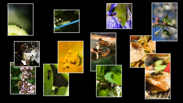insects collage.jpeg