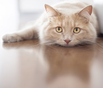 indifferent-cat-thinkstockphotos-522126320-335.jpg