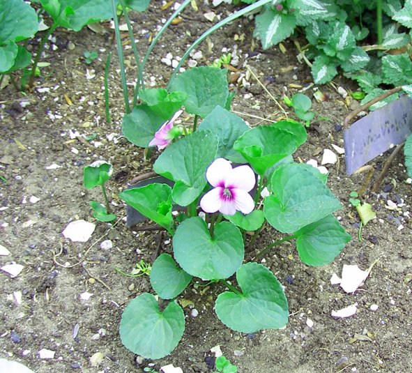 Bulkhead - Sylvia violet1 crop May 2015.jpg