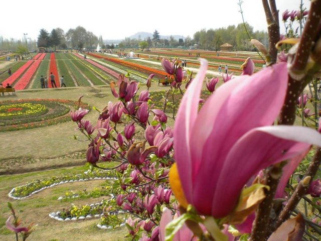 tulip-garden-flowers-srinagar-768x576.jpg