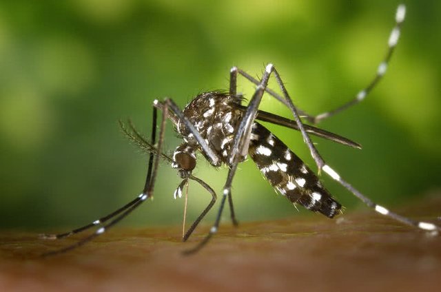 mosquitos.jpg