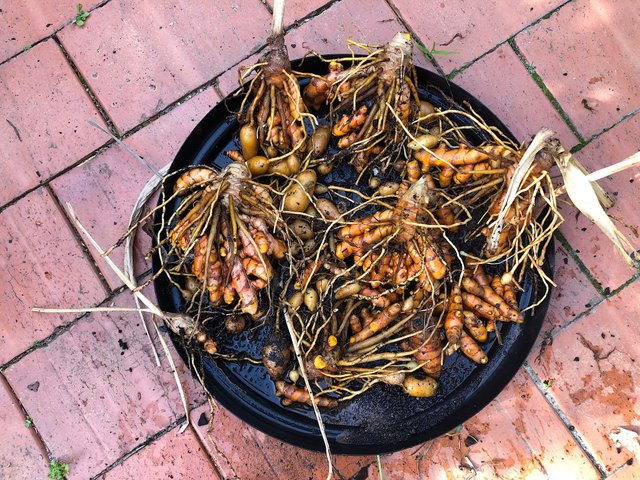 Orange turmeric harvest