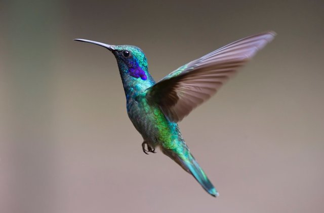 hummingbird-2139279.jpg