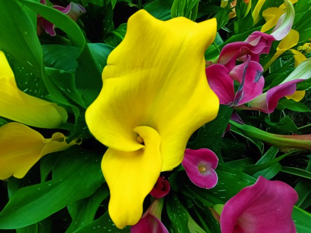 Calla lily 1.jpg