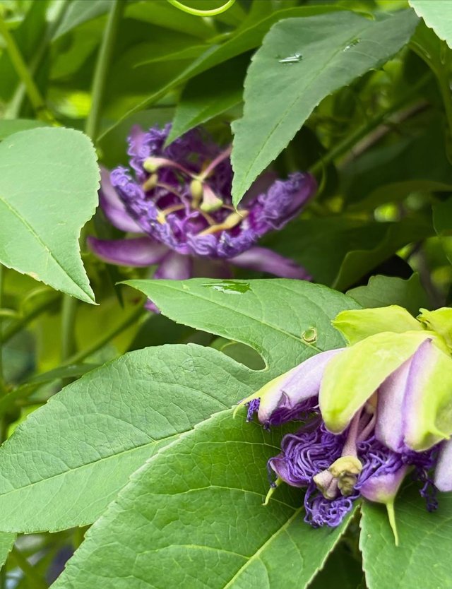 IMG_20250621_115906.jpg