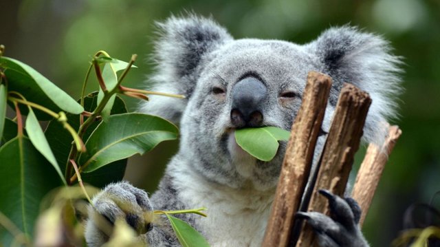 koala-8-20-19.jpg