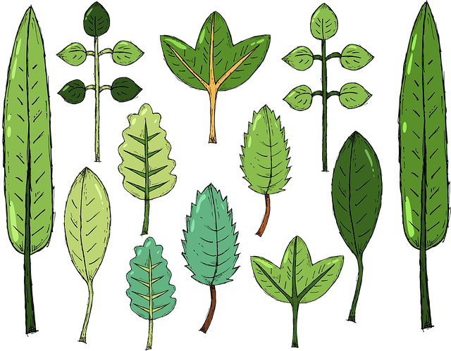 leaves-4395694_640.png