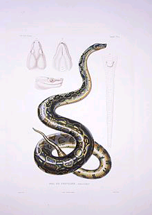 220px-Boa_constrictor_eques_Bonte_pl04.jpg