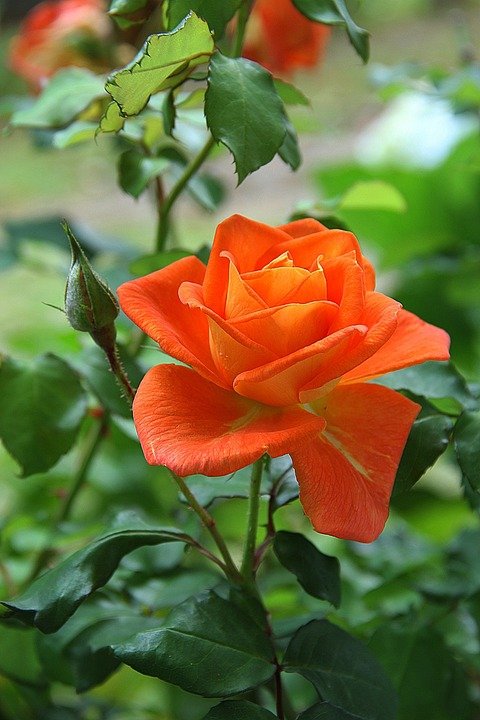 rose-178682_960_720.jpg