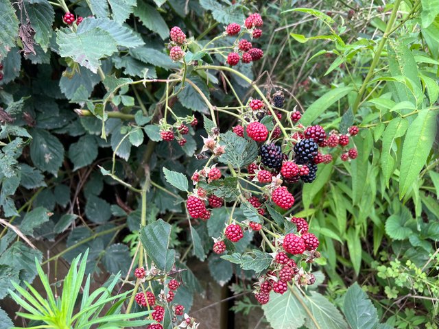 IMG_3077.jpeg