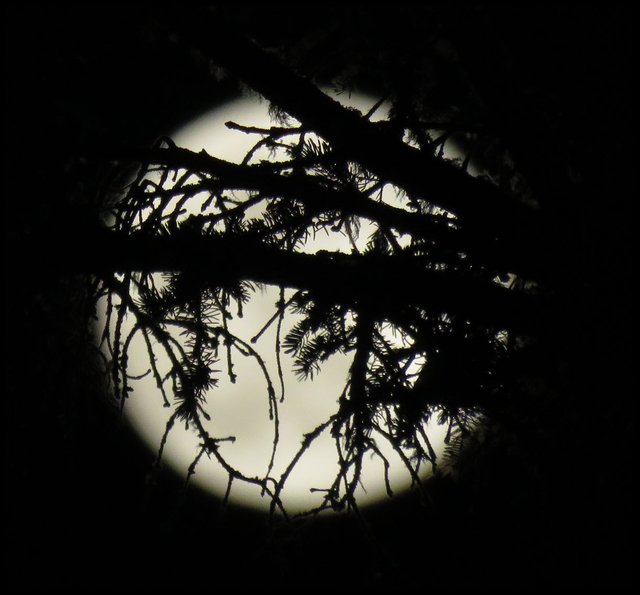 full moon with beautiful silhoute of pine branchs in front.JPG