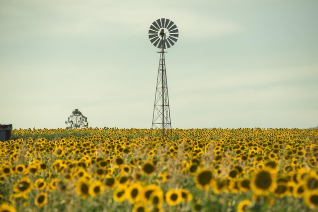 sunflowers-4400519_1920.jpg