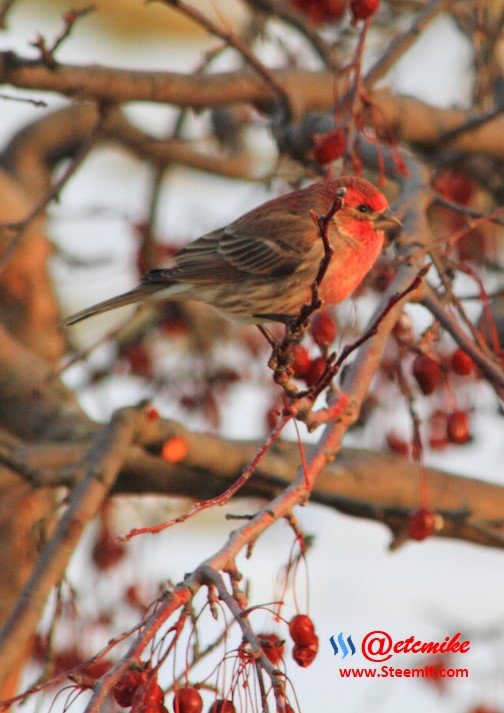 House Finch PFW0028.JPG