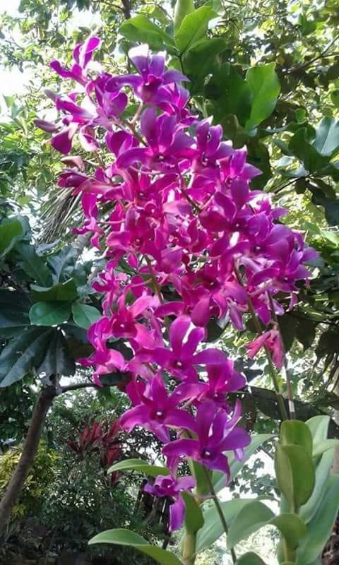 Orchids dendro Fucshia - Niel Maceda.jpg