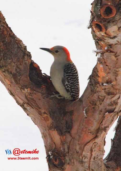 Red-bellied Woodpecker PFW0008.JPG