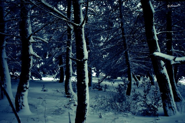 nightfall in the woods.jpg