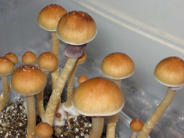 Ecuador-Cubensis.jpg