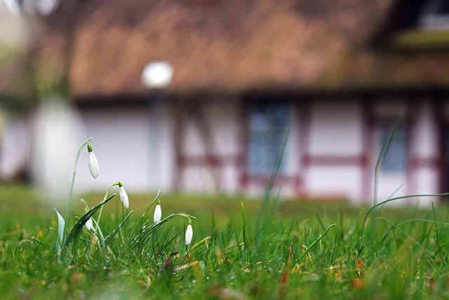 snowdrop-6101818_1280.jpg