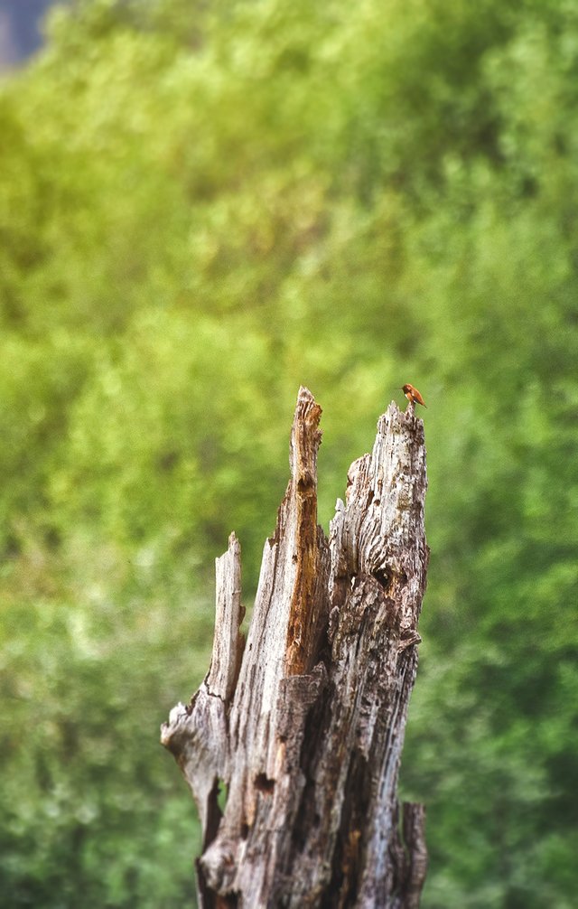 crimsonclad stump with hummingbird closeup