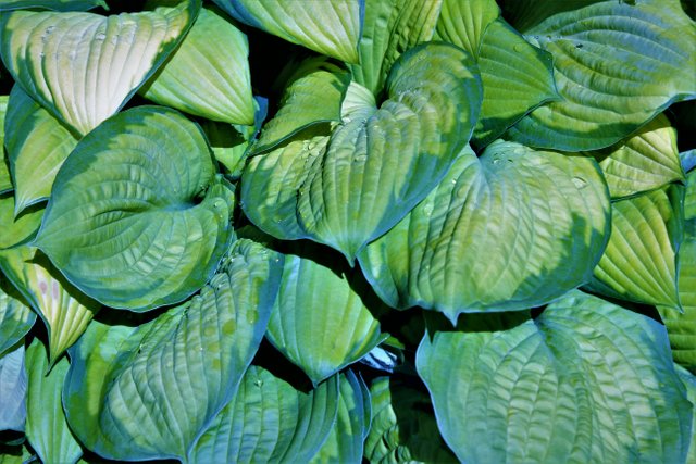 hosta.JPG