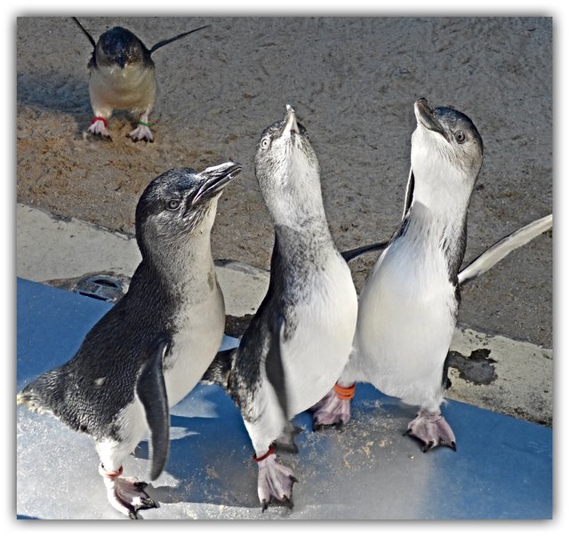 F 3 Penguins.jpg