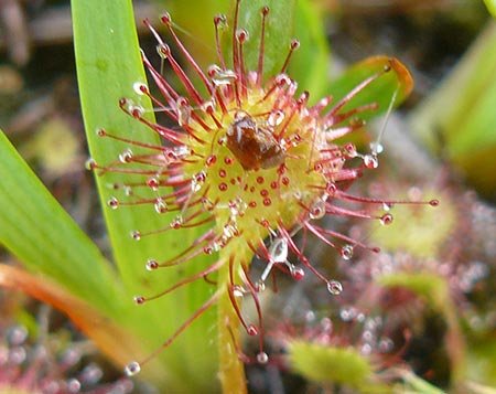 drosera_450.jpg