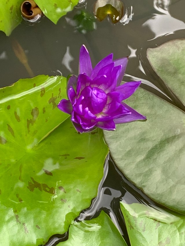 lotus flowers1.jpg