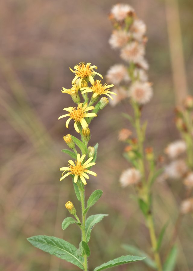 drystuff Dittrichia viscosa yellow flower.jpg