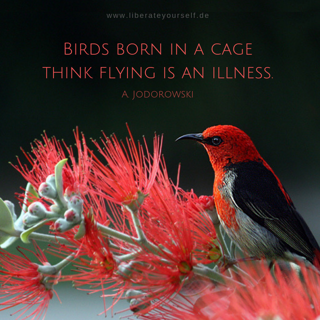 _Birds born in a cage think flying is an illness.png