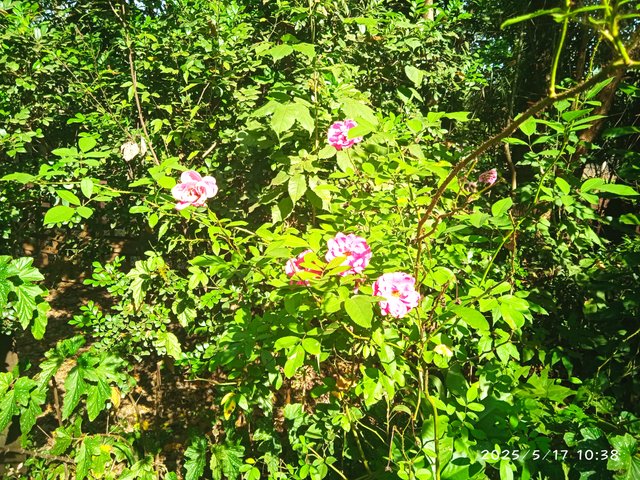 IMG_20250517_103806.jpg