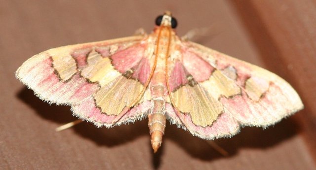 beautiful moth.JPG