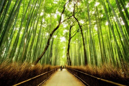 bamboo japones.jpg