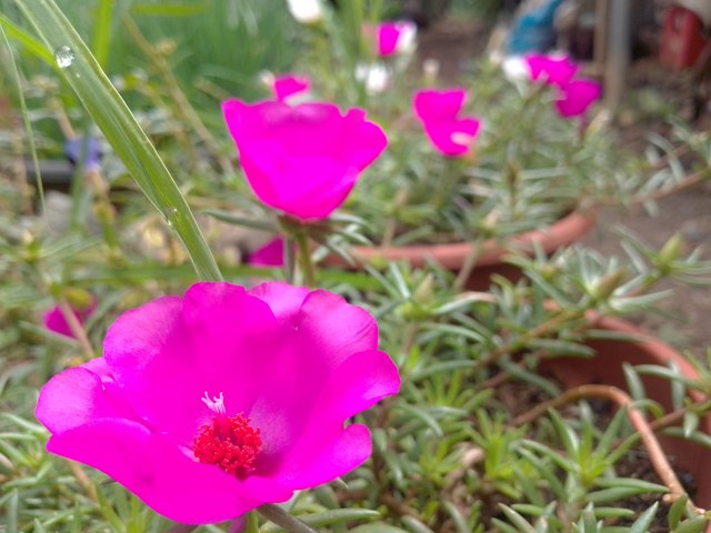 IMG_20250528_083710_399.jpg