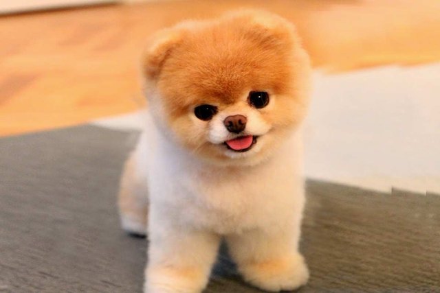 14-37-15-Boo-Puppie-For-Sale.jpg