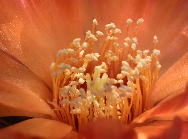 Sulcorebutia Canigueralii first flower 5.jpg