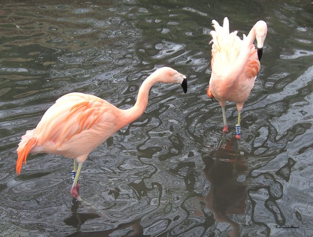 Flamingos_05.jpg
