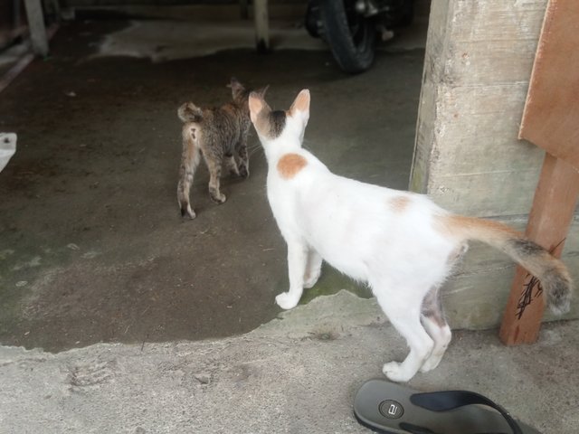 IMG20250417130713.jpg