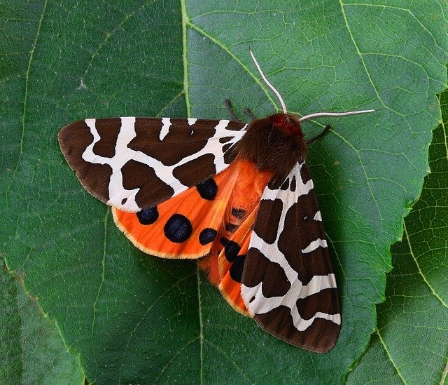 moth-1749439_640.jpg