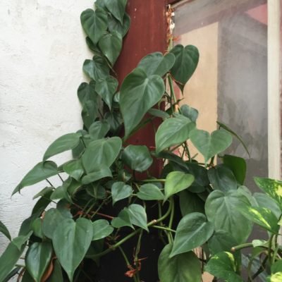 philodendron.jpg