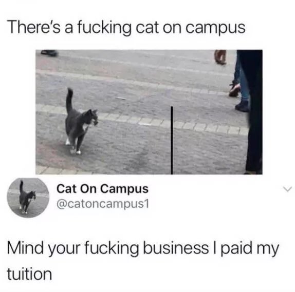 A-Cat-on-Campus.jpg
