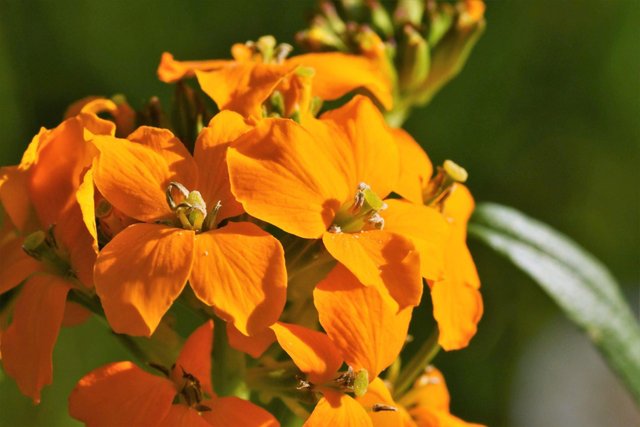 beautiful Erysimum Flower (1).jpg