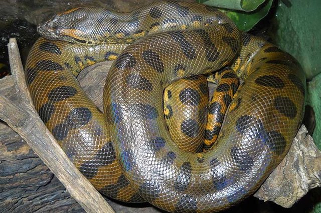 green-anaconda.jpg