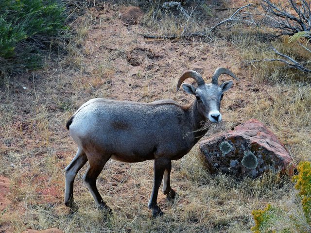 Pixabay - Zion - mountain-sheep-116096_1920.jpg